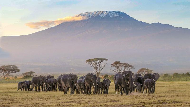 Amboseli National Park | Guided Tour and Safari