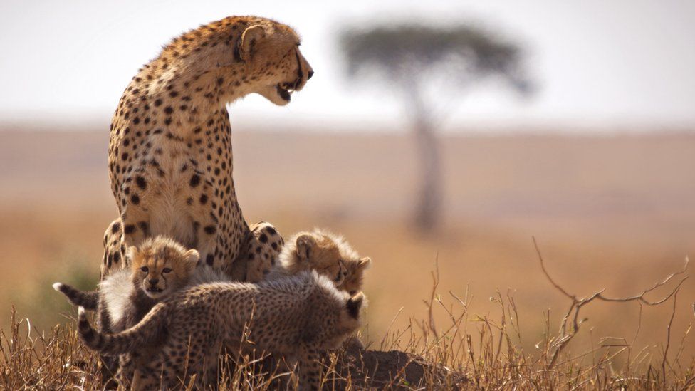 Royal Paw Safaris | Weddings & Honeymoon Safaris