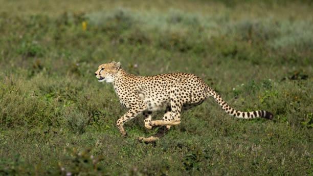 Ngorongoro conservation Tour Guide Safaris