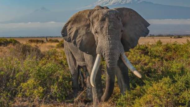 Amboseli Serena Safari Lodge Tour Guide