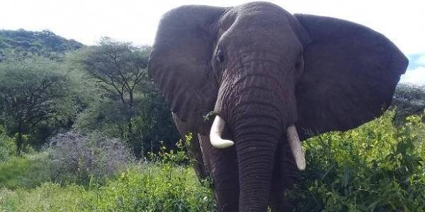 Wildlife Photo Safaris