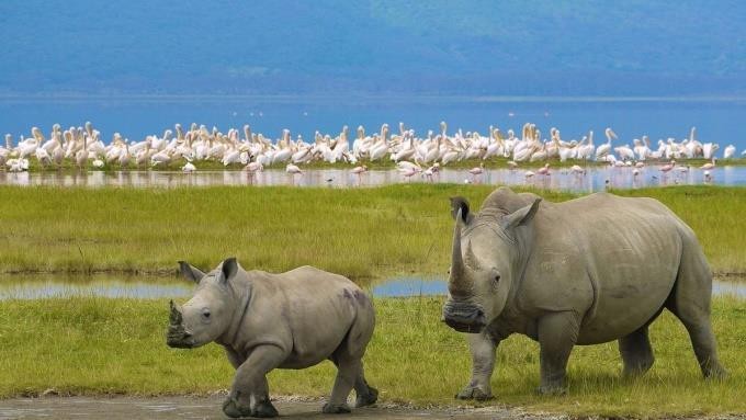 Masai Mara Game Reserve | Lake Nakuru National park | Classic Guided Tours