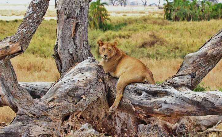 Serengeti National Park - North Area | Safari Tour Guide