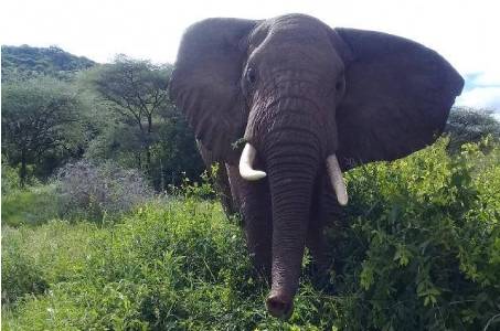 Serengeti National Park Tour Guide Safaris